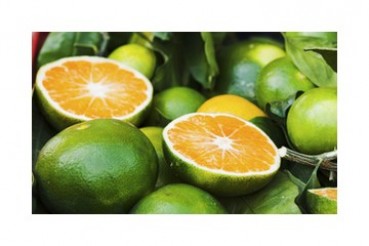 L'huile essentielle de Mandarine Verte Bio